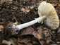 Gyilkos galóca (Amanita phalloides), Somogy. Fejlett, fehér, bő bocskor